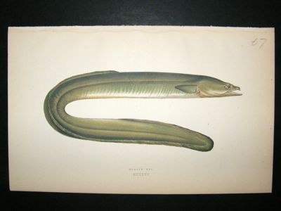 Fish Print: 1869 Dublin Eel, Couch