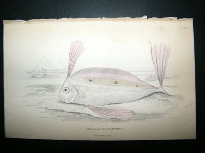 Jardine: C1840 Spinolas Trachipterus Fish
