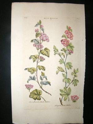 Hill:C1760 Folio Botanical.  Rock Mallow. Hand Coloured