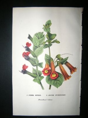 Botanical Print: 1845 Cuphea Miniata, Hand Col