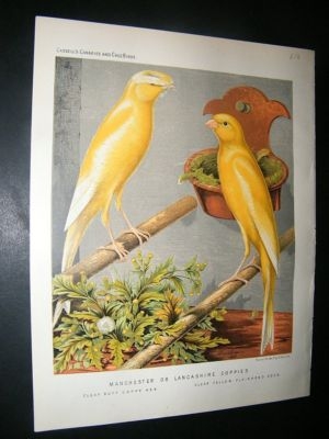 Bird Print 1880 Manchester or Lancashire Coppies