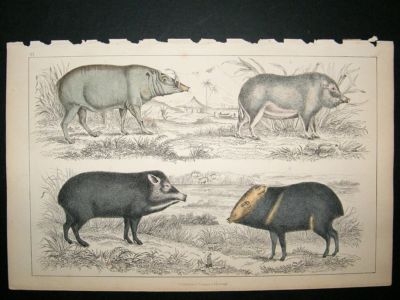 Hogs: C1850 Hand Colored Print. Goldsmith
