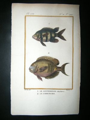 Fish Print: 1805 Glyphisodon, Chirurgien, Hand Col, Lat