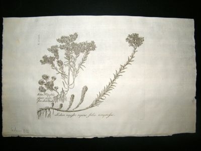 Dillenius 1774 Folio Botanical Print. Sedan 256 Antique