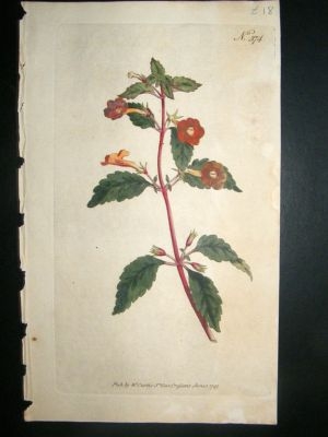 Botanical Print 1797 Scarlet Flowered Cyrilla #374, Cur