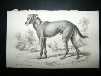 Jardine: 1854 Feral Dog, Hand Col Print