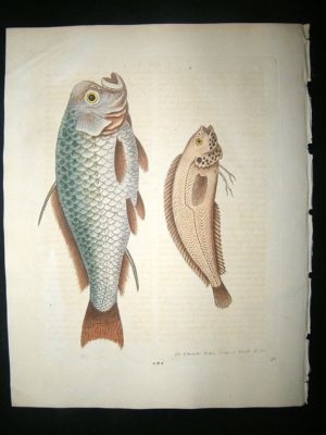 George Edwards:C1757 Fish Print Hand Coloured.