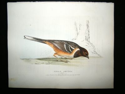 Swainson 1831 Arctic Ground Finch, Hand Col Bird Print