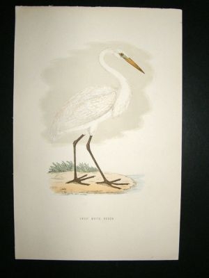 Bird Print: 1891 Great White Heron, Morris, hand coloured