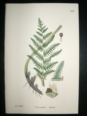 Botanical Print 1899 Bracken, Sowerby Hand Col #1886