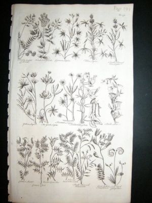 Hill: 1758 Kidney Bean, Lupine, etc Folio Botanical