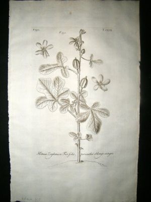 Dillenius 1774 Folio Botanical Print. Ketmia 157 Antique