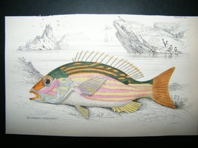 Jardine: 1835 Owe Spotted Mesoprion Fish