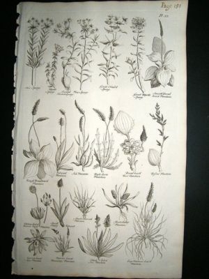 Hill: 1758 Plantain etc, Folio Botanical