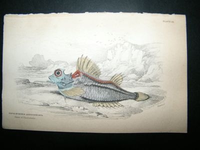 Jardine: C1840 Four Horned Aspidophorus Fish