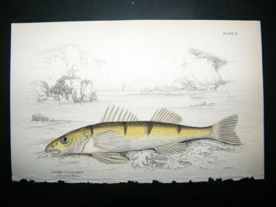 Jardine: 1835 Zingel Fish, Hand Col Print