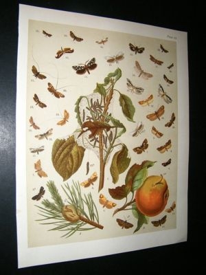 Kirby 1907 Totrices, Bell Moths & Apple Fruit. Antique Print