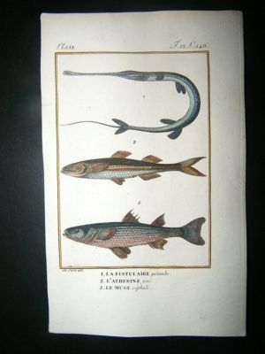 Fish Print: 1805 Fistulaire etc, Hand Col, Latreille