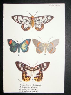 Moth Print: 1897 Dysphania Fenesrata, Kirby