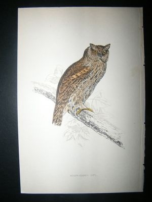 Bird Print: 1867 Scops Eared Owl, Morris Hand Col