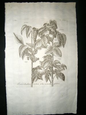 Dillenius 1774 Folio Botanical Print. Toxicodendron 291