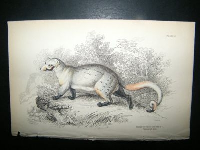 Jardine: C1840 Paradoxurus Dubius, Hand Col Print