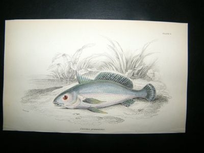 Jardine: C1840 Corvina Grunniens Fish, Hand Col