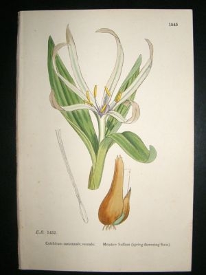 Botanical Print 1899 Meadow Saffron, Sowerby Hand Col #