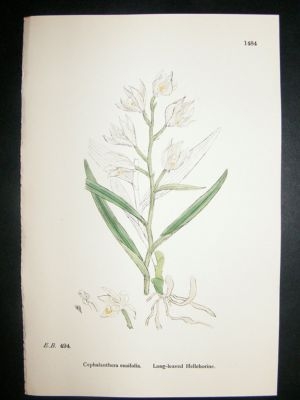 Botanical Print 1899 Long Leaved Helleborine Orchid, So