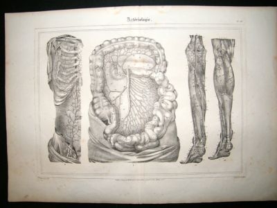 Anatomy Print: 1835 Arteries etc, Folio..