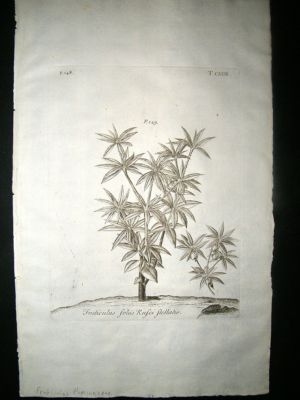 Dillenius 1774 Folio Botanical Print. Fruticulus Myrsinaceae 123