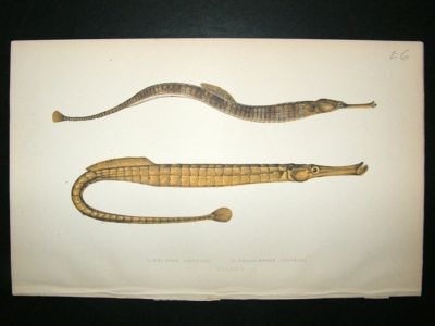 Fish Print: 1869 Pipefish, Couch