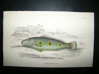 Jardine: C1840 Cychla Orinocencis Fish, Hand Col