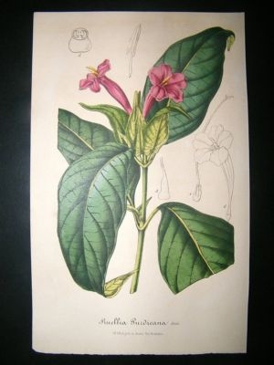 Botanical Print C1845 Wild Petunias, Van Houtte