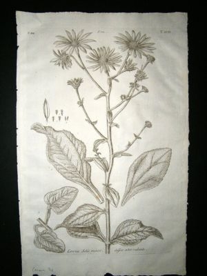 Dillenius 1774 Folio Botanical Print. Corona 94