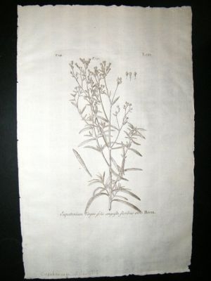 Dillenius 1774 Folio Botanical Print. Eupatorium Aster 115