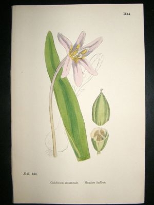 Botanical Print 1899 Meadow Saffron, Sowerby Hand Col #