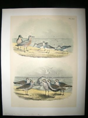 Studer 1881 Folio Bird Print. Red Breasted Sandpiper, American Dunlin, Plovers