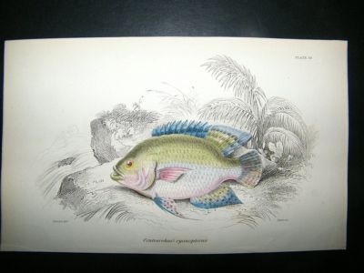 Jardine: C1840 Centrarchus Cyanopterus Fish, Hand Col