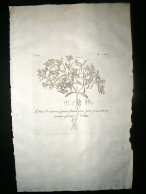 Dillenius 1774 Folio Botanical Print. Lychis 167