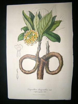 Botanical Print C1850 Chrysantha, Van Houtte