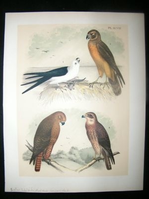 Studer 1881 Folio Bird Print. Swallow Tailed Kite, Marsh Hawk, Swainson's Hawk