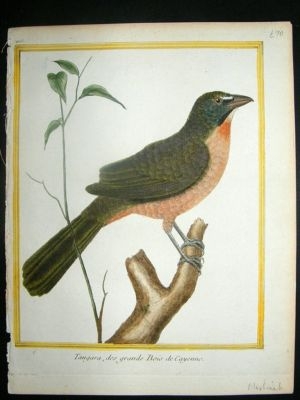 Martinet: C1770 Tangara, Fr Guiana, hand col' Bird Prin
