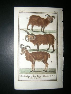 Buffon: C1780 Sheep, Hand Color Print