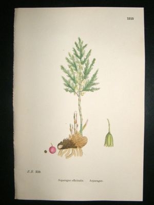 Botanical Print 1899 Asparagus, Sowerby Hand Col #1515