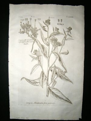 Dillenius 1774 Folio Botanical Print. Coyza Marilandica