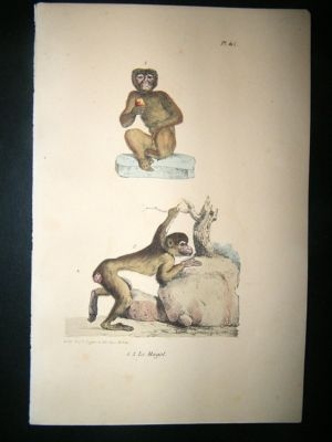 Buffon: 1830 Hand Coloured Print. Monkeys Plate 412.