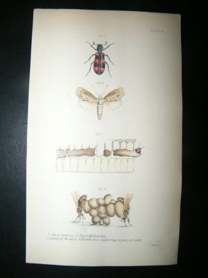 Jardine: C1840 Humble Bees, Clerus Apiarius, Hand Col