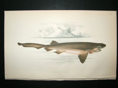 Fish Print: 1869 Six-Gilled Shark, Couch