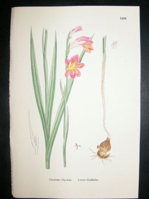 Botanical Print 1899 Lesser Gladiolus, Sowerby Hand Col
